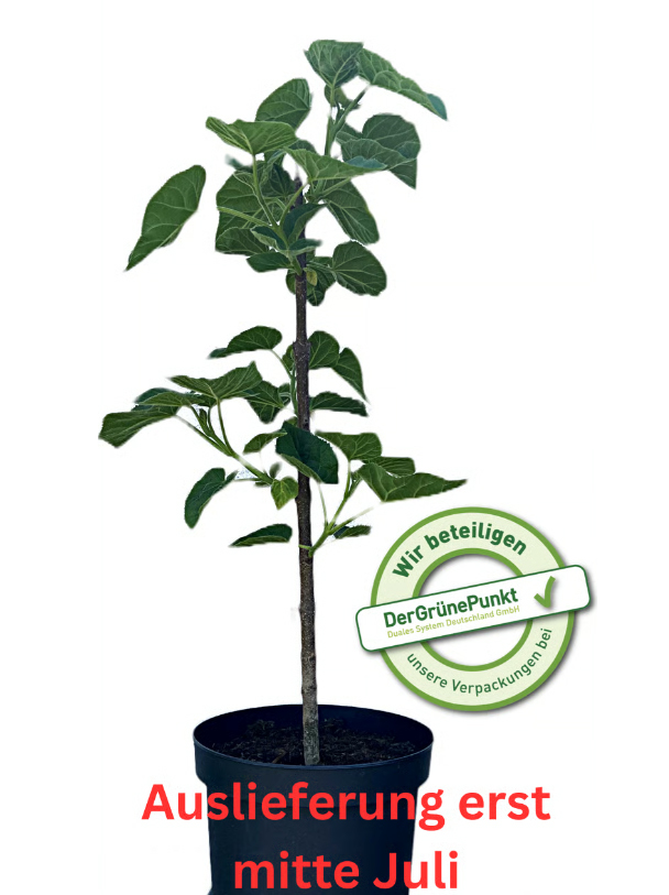 Blauglockenbaum Superhybrid 80-100cm