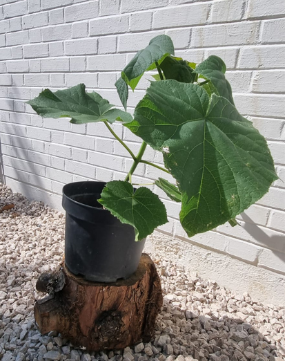 Blauglockenbaum Superhybrid 80-100cm