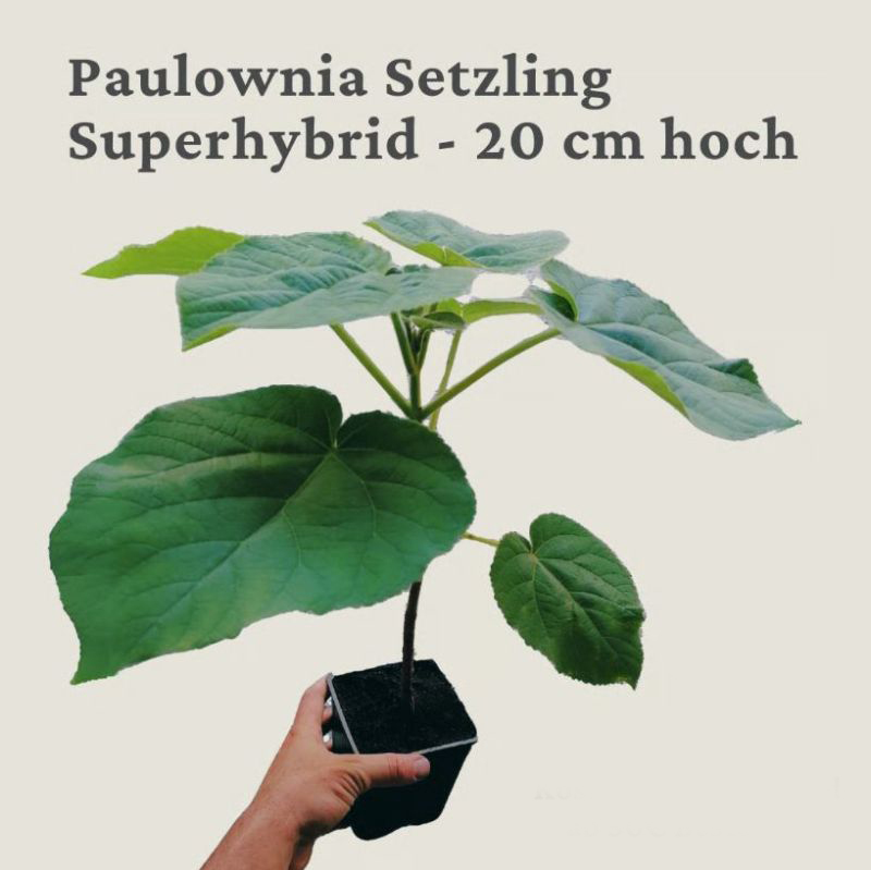 Blauglockenbaum Superhybrid circa 20cm