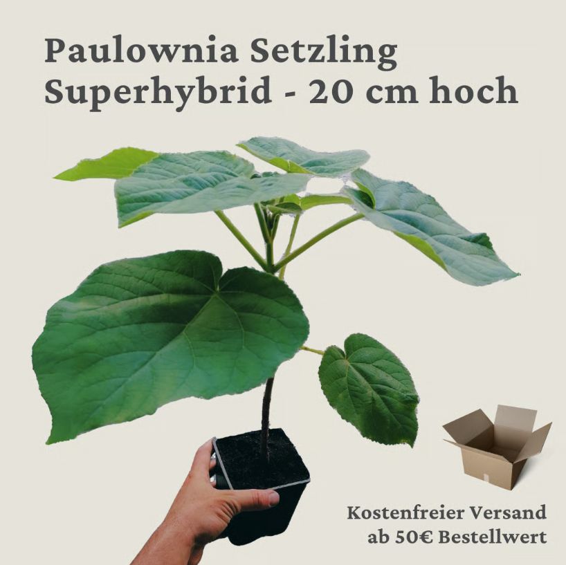 Blauglockenbaum Superhybrid circa 20cm