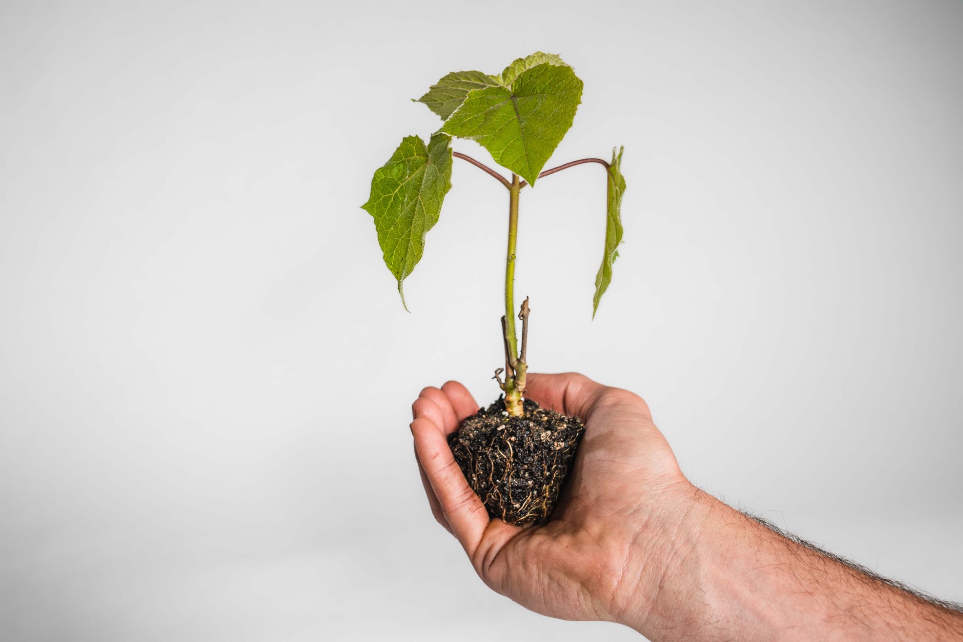 Paulownia 1 Liter Topf 20cm