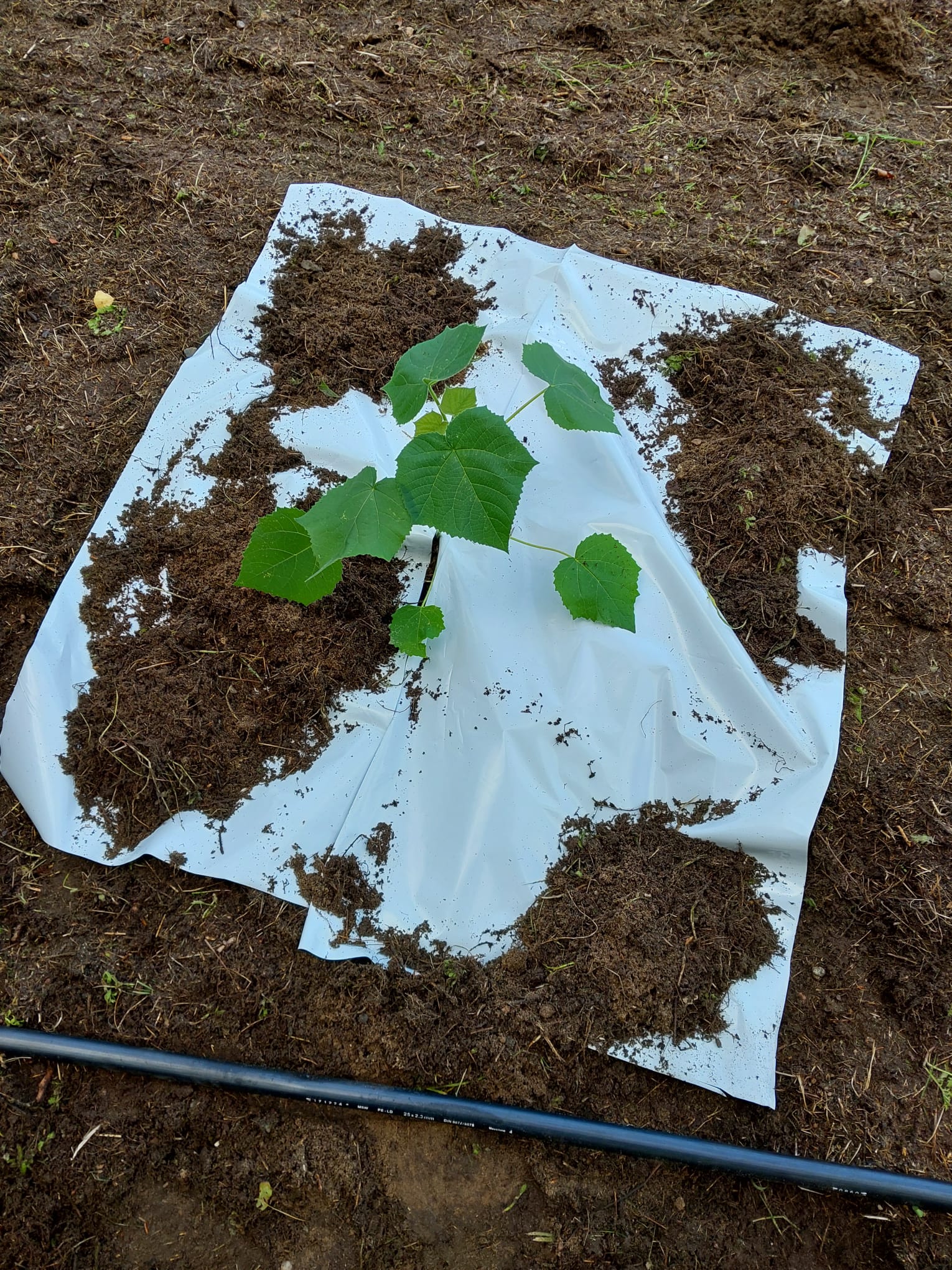 Bewässerungsanlage 100x100 Meter für 500 Bäume